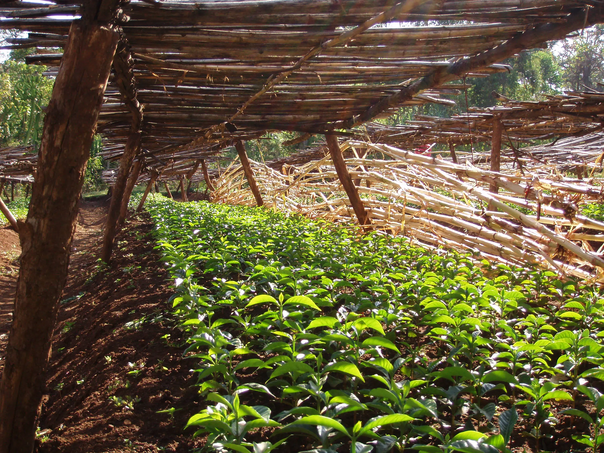 Montagne_Cafes_savoie_mont_blanc_Ethiopie_Yirgacheffe_cafe_biologique_1_