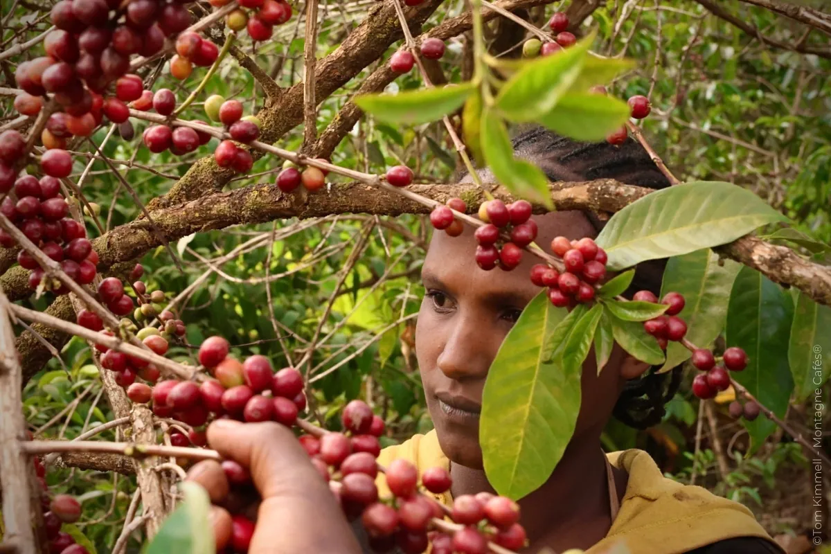 cafe__quitable_ethiopie_montagne_cafes_tom_kimmell_7_