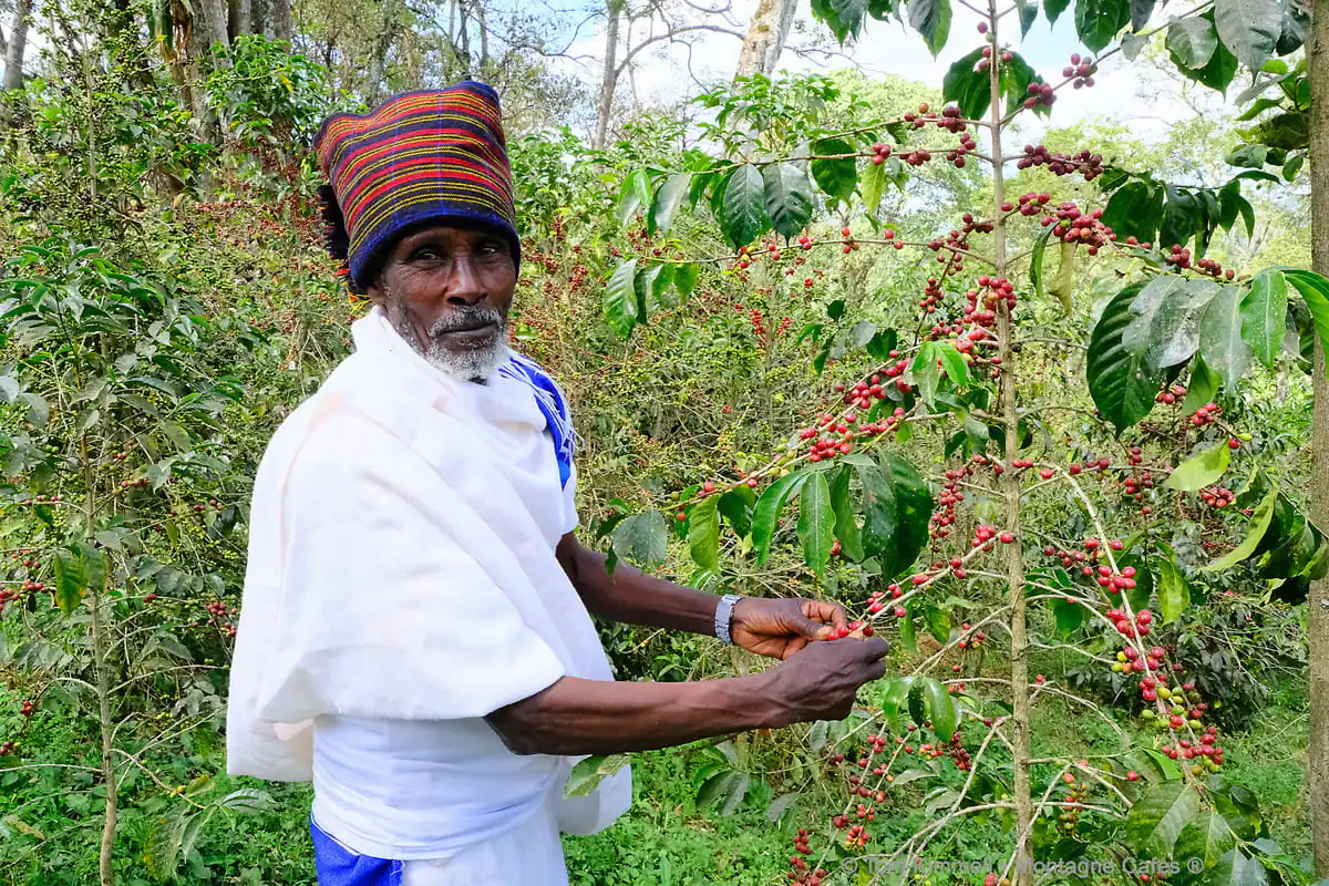 où pousse le café, fruit ou graine