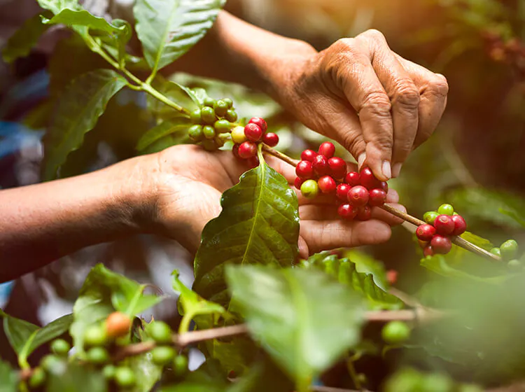 café de spécialité bio et équitable