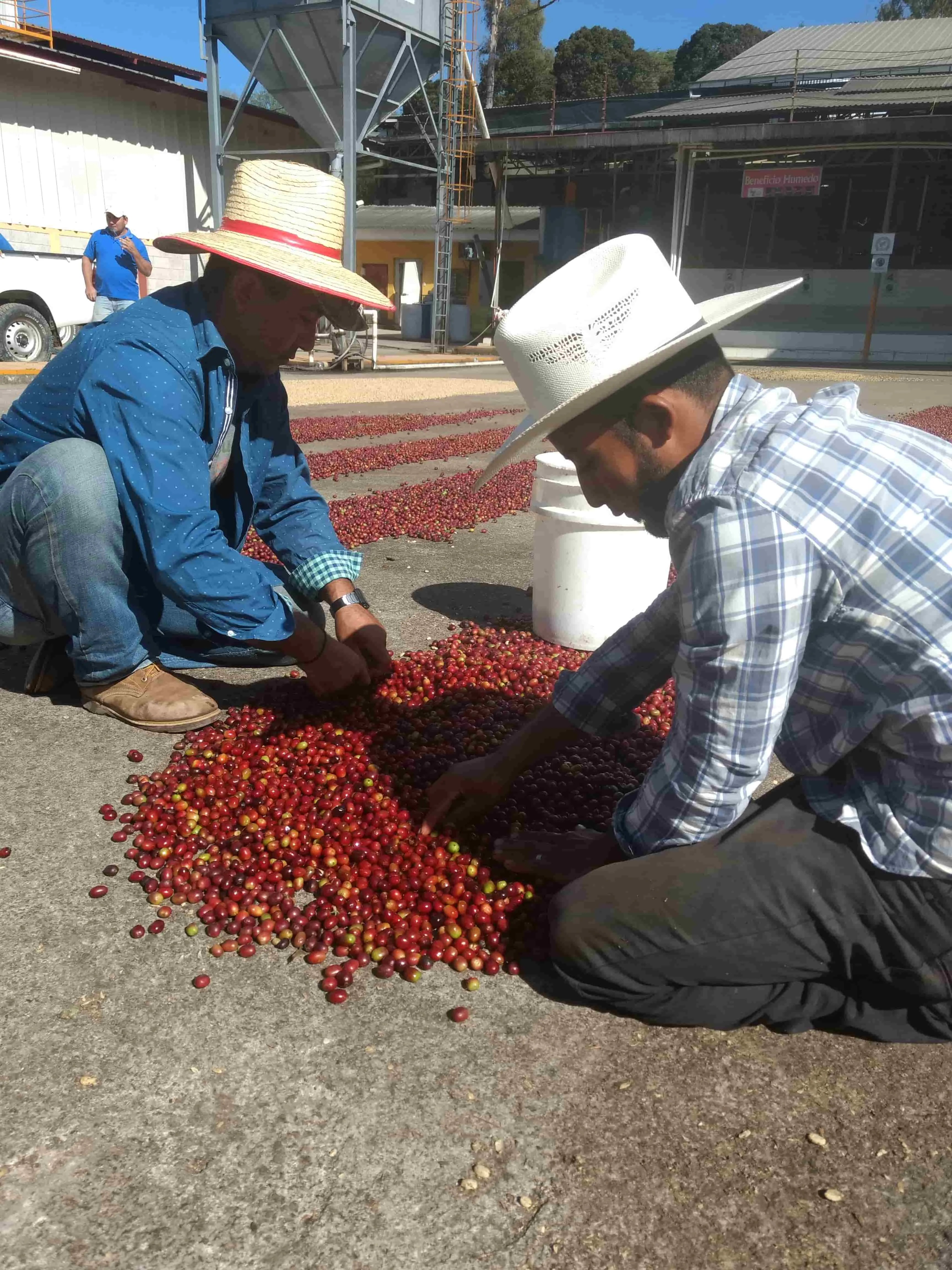 café de spécialité bio et équitable