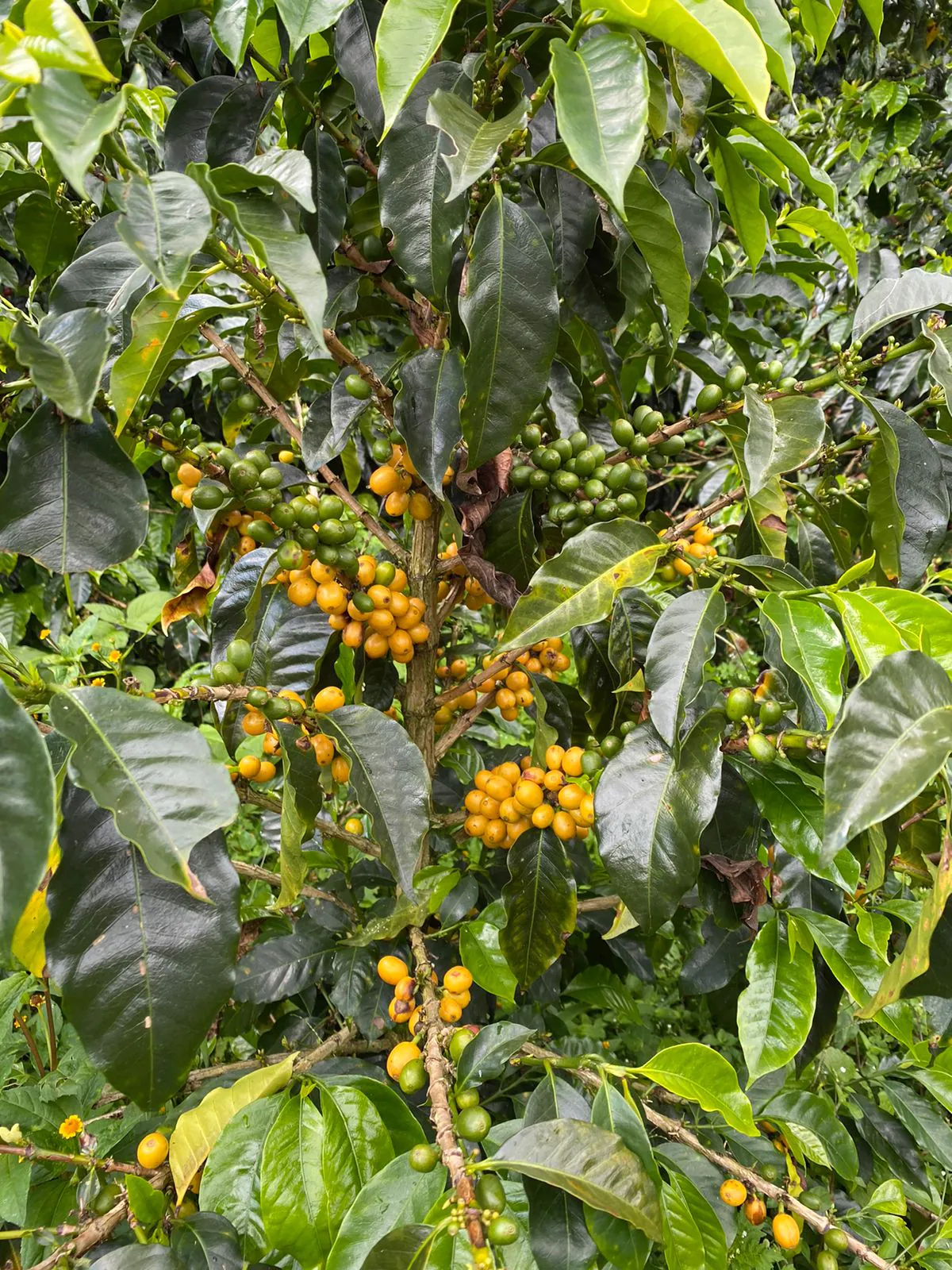 Montagne_Cafes_savoie_mont_blanc_Tolima_Colombie_biologique_2_