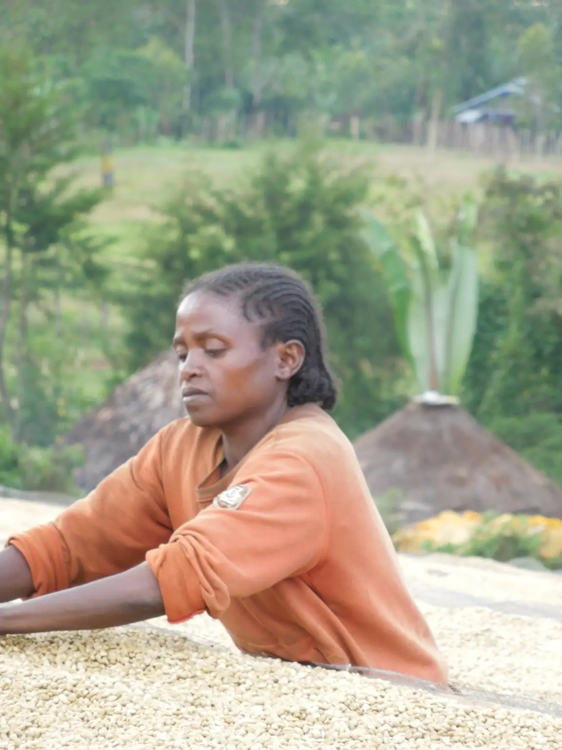 Ngelle_Gorbitu_cafe_yirgacheffe_montagne_cafes_bio_equitable