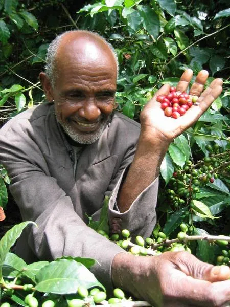 Sidama_Union_Montagne_Cafes