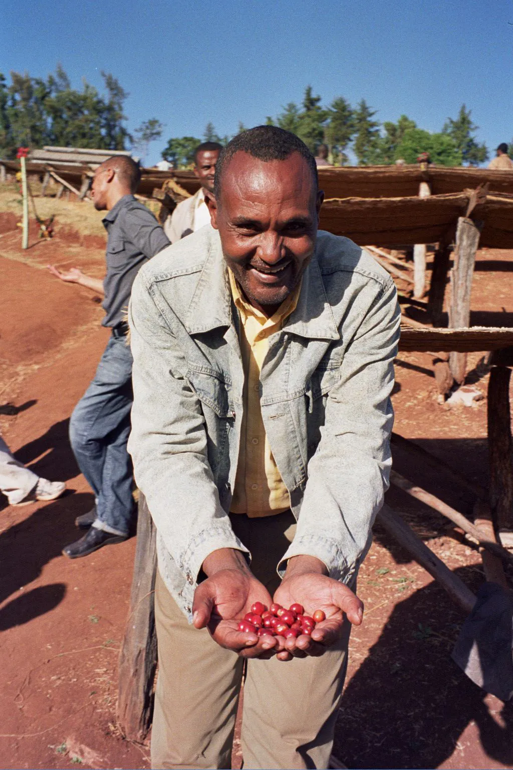 Sidamo-Ethiopie-montagne-cafes-cafe-bio-equitable