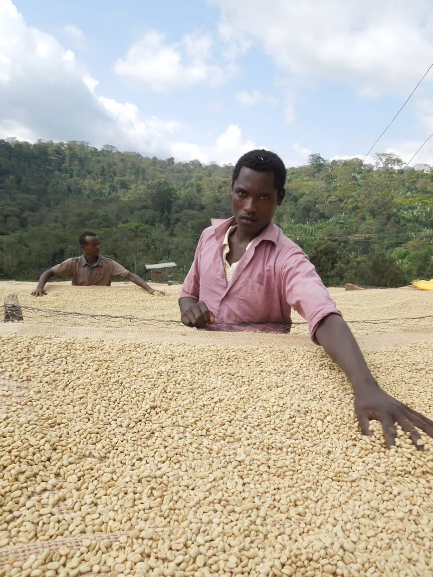 Sidamo-Ethiopie-montagne-cafes-cafe-bio-equitable_9_