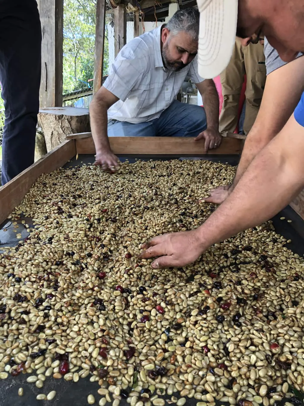 cafe-de-specialite-bio-honduras-capucas-haute-savoie-montagne-cafes_26_