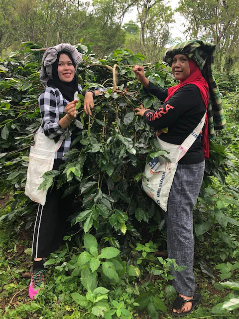 sumatra-bio-hutan-cafe-specialite-montagne-cafes_132_