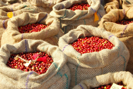 Le café de spécialité